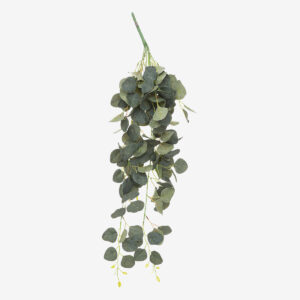 Tige eucalyptus - TOMBA