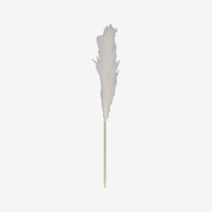 Fleur séchée - PAMPA