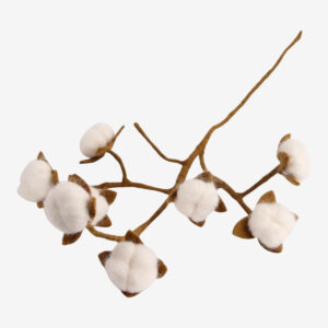 Branche - COTON
