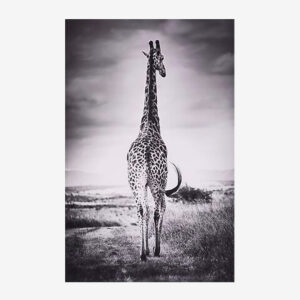 Tableau girafe - ANIMALYS